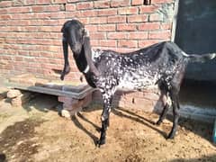 Goat/bkri  for Sale haldi