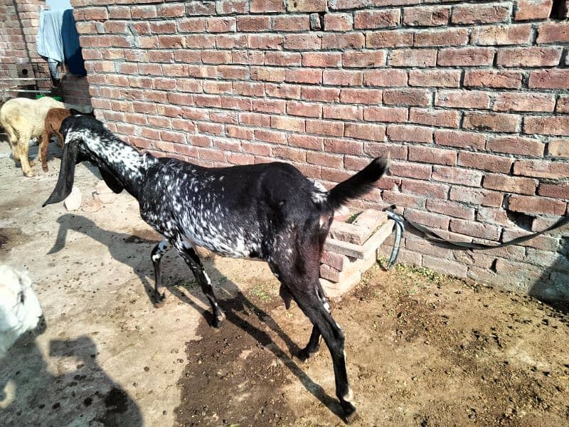 Goat/bkri  for Sale haldi 1