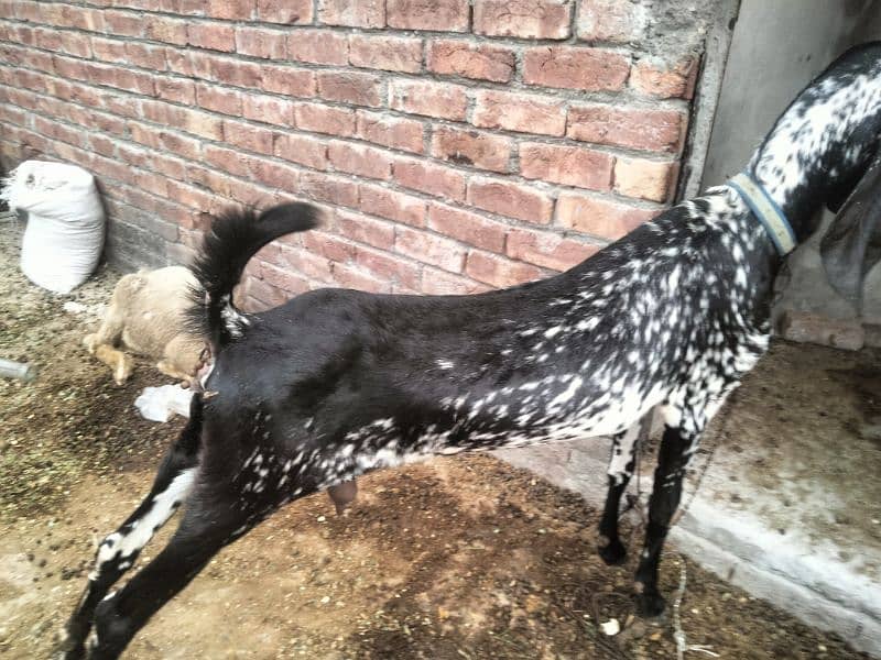 Goat/bkri  for Sale haldi 3