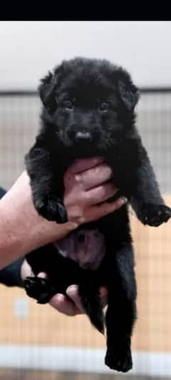 Black German Puppy