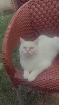 blue eyes Persian male breader