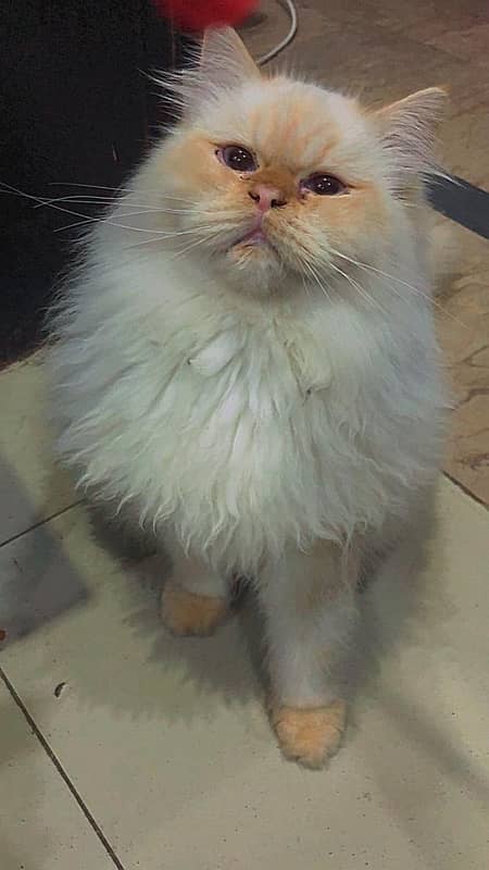 blue eyes Persian male breader 1