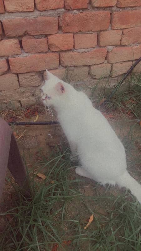 blue eyes Persian male breader 2