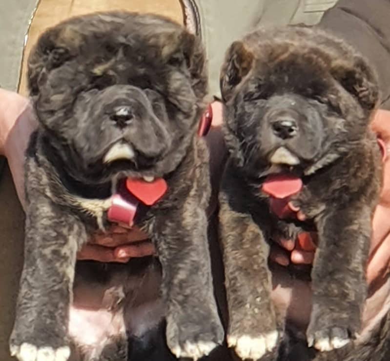 Alabai dog | King Alabai pair | security dog for sale | Alabai Breed 0