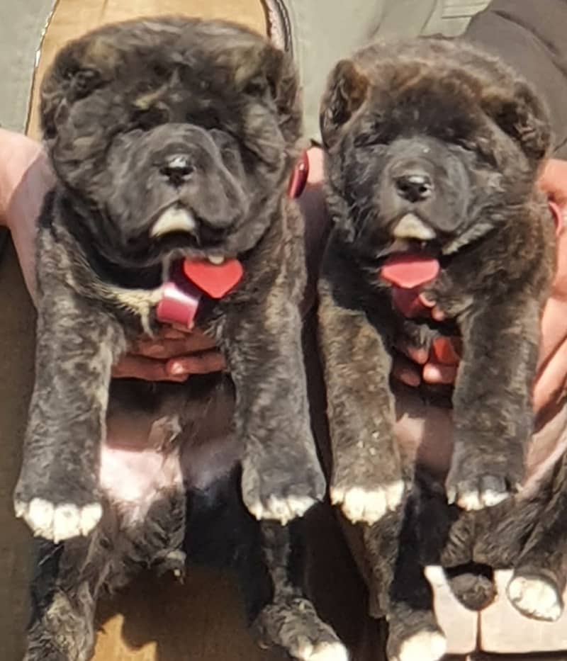 Alabai dog | King Alabai pair | security dog for sale | Alabai Breed 1