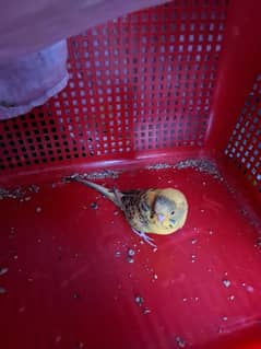 Yellow australian parrot