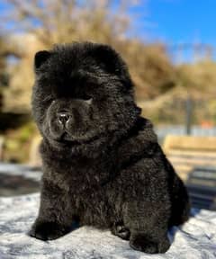 %100 Pure  Pomeranian Chow Chow  Shihtzu puppies available