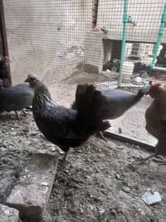 homebreed h ,with hens and hens are laying eggs regularly