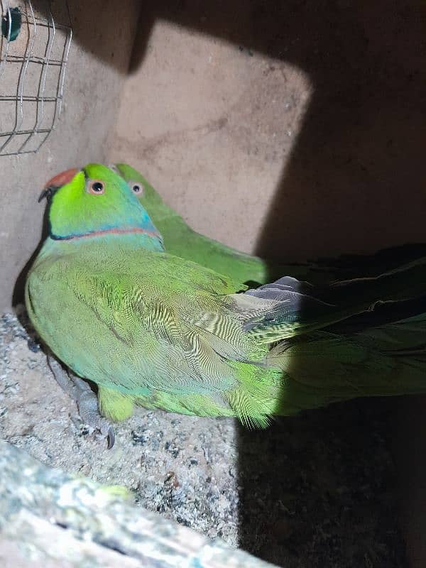 Indian Ringneck parrots 0