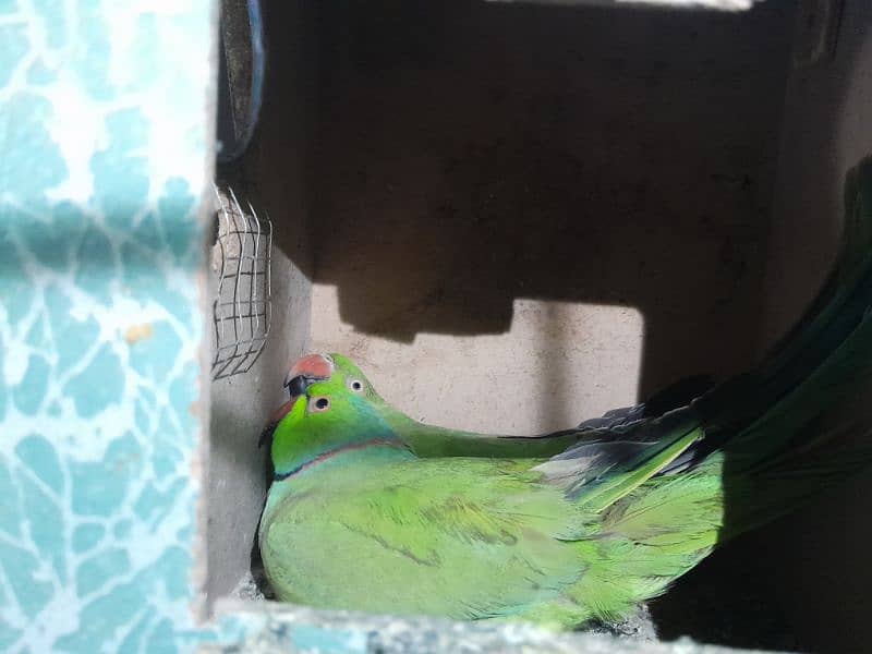 Indian Ringneck parrots 1