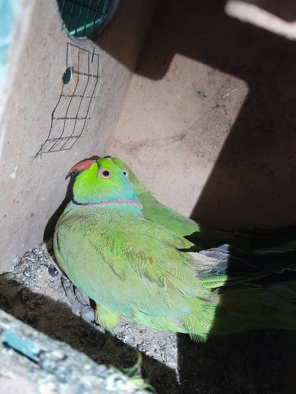 Indian Ringneck parrots 2