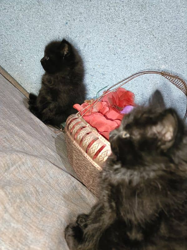 Black double coated Persian kittens with beautful eyes 2