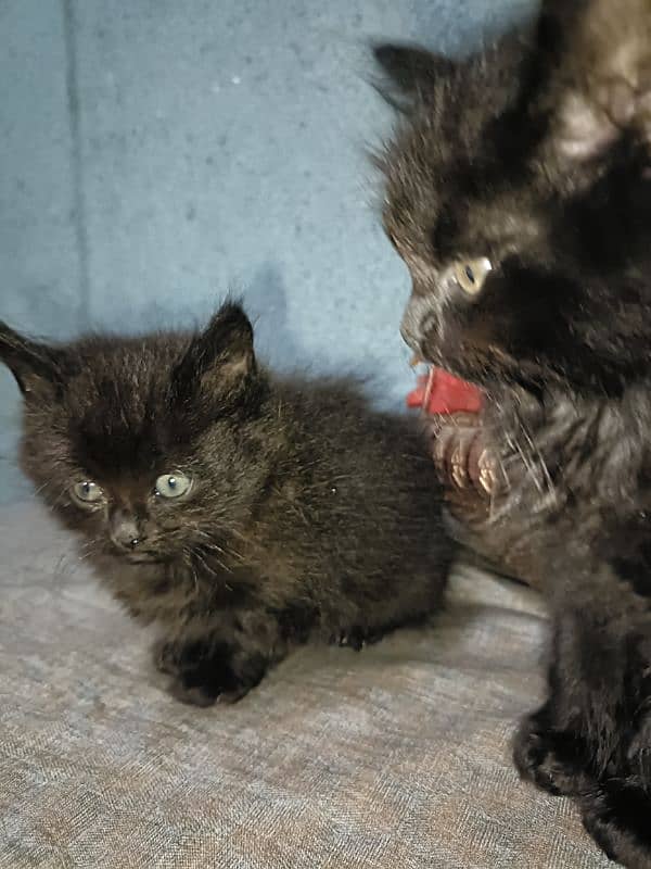 Black double coated Persian kittens with beautful eyes 3