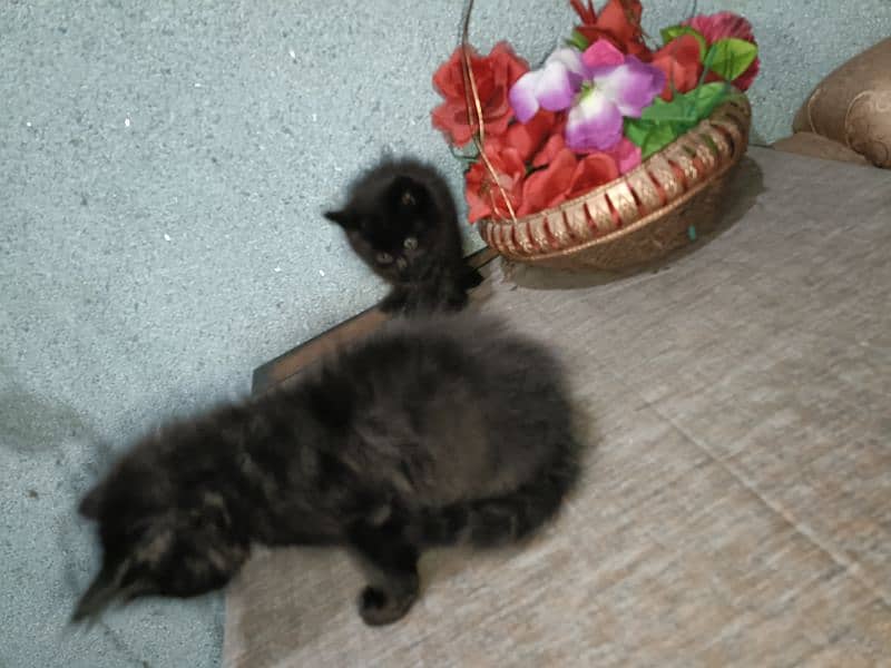 Black double coated Persian kittens with beautful eyes 5