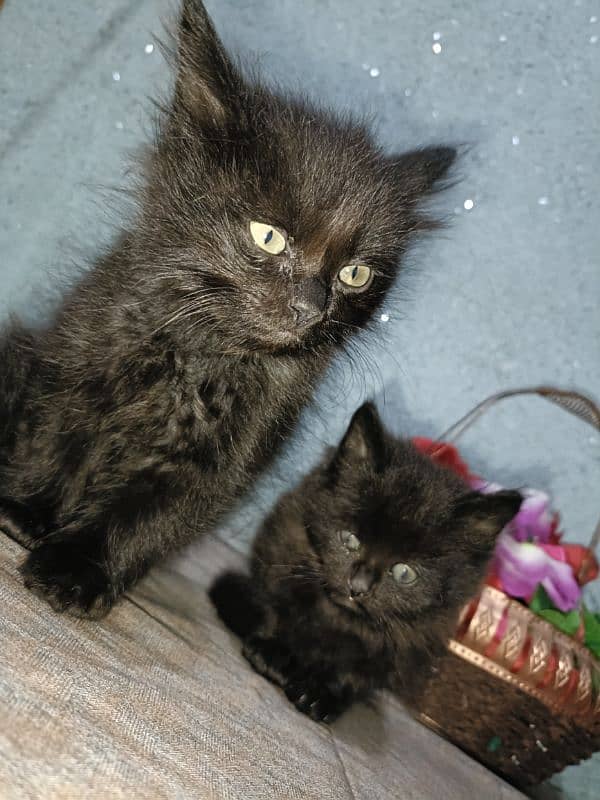 Black double coated Persian kittens with beautful eyes 6