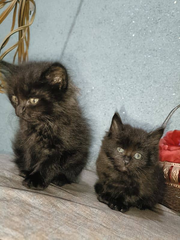 Black double coated Persian kittens with beautful eyes 7