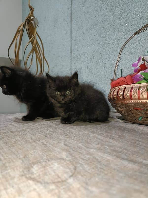 Black double coated Persian kittens with beautful eyes 8