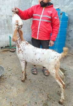 Ghaban | Goats | Bakri | Ghaban bakri | Ghaban Goat White goat |