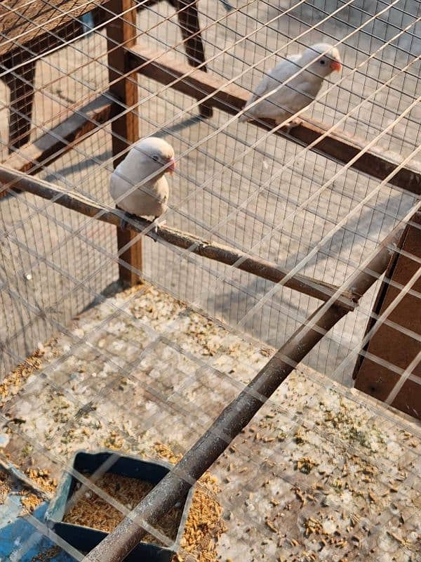 albino black eye parrots for sale with cage and box 1