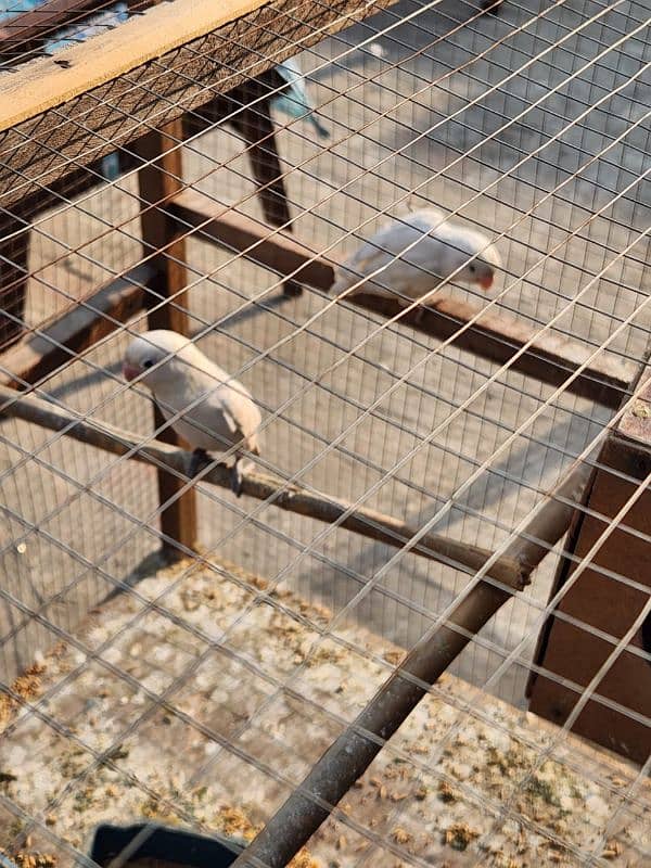 albino black eye parrots for sale with cage and box 2