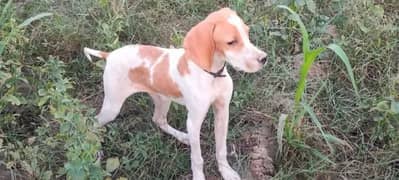 English pointer female for sale .