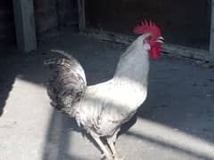 Desi Murgiyan for sale (Egg Laying)