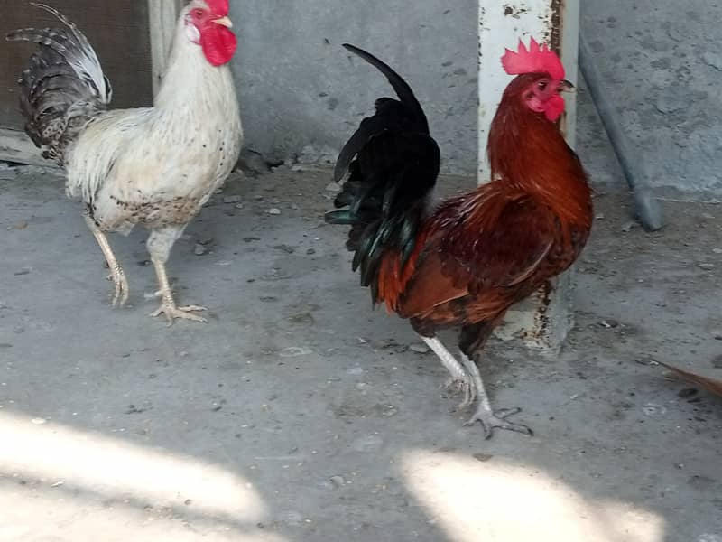 Desi Murgiyan for sale (Egg Laying) 1