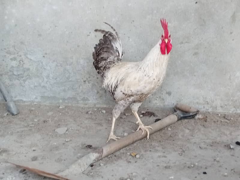 Desi Murgiyan for sale (Egg Laying) 2