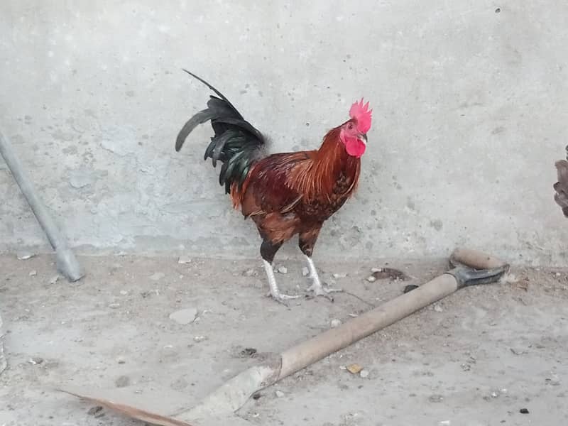 Desi Murgiyan for sale (Egg Laying) 3