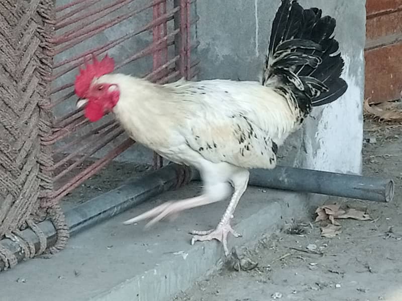 Desi Murgiyan for sale (Egg Laying) 4