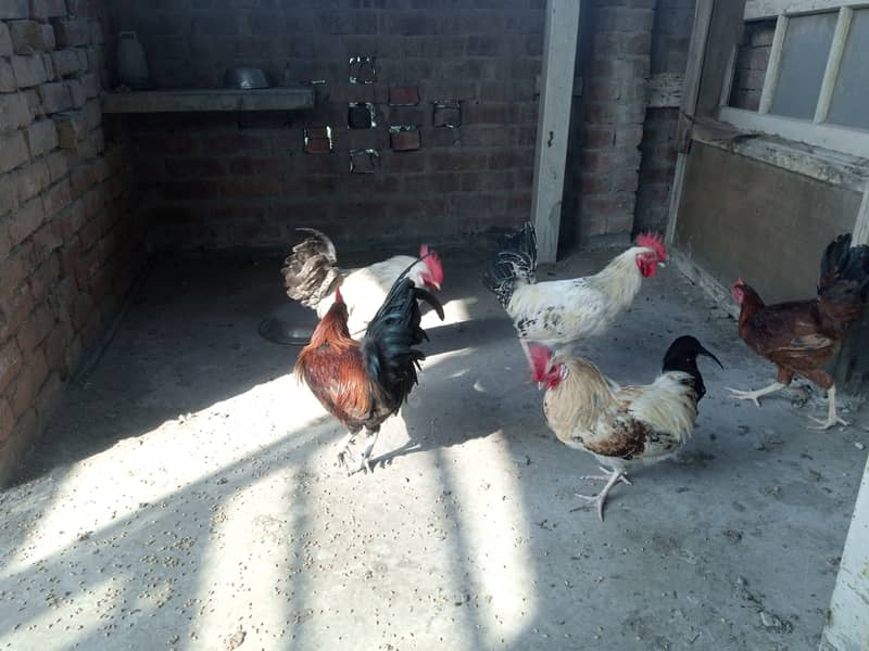 Desi Murgiyan for sale (Egg Laying) 6