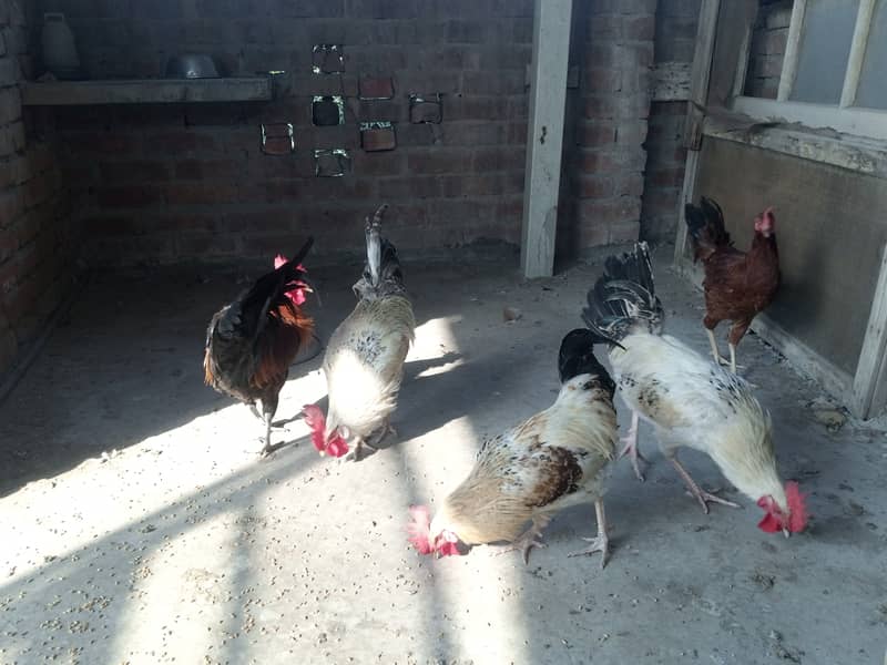 Desi Murgiyan for sale (Egg Laying) 7