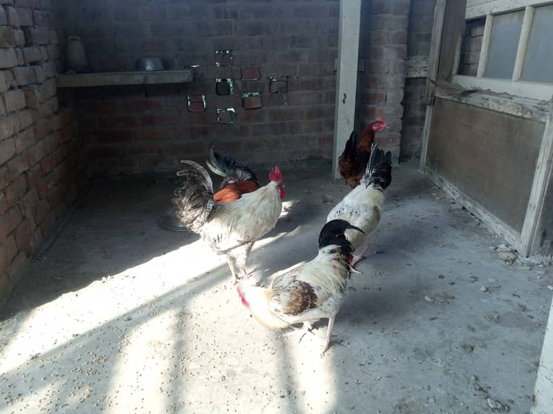 Desi Murgiyan for sale (Egg Laying) 8