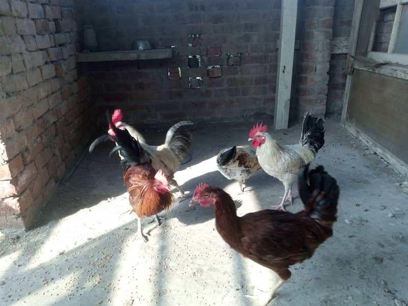 Desi Murgiyan for sale (Egg Laying) 9