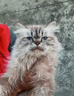 Triple cod Persian cat with Punch face and white eyes