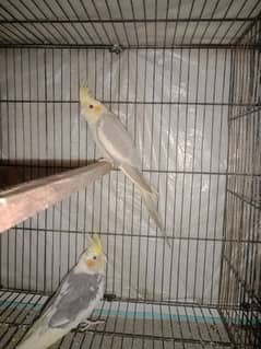 cocktail pyte split Eno breeder pair WhatsApp number 03441782207