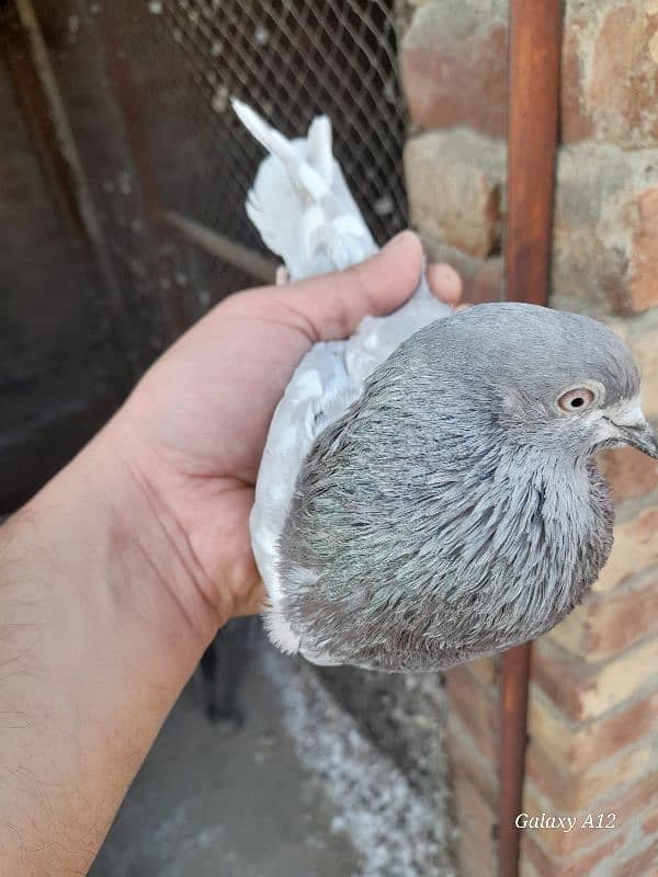 kabootar kabutar high flying pigeons salety sialkoti teddy for sale 2