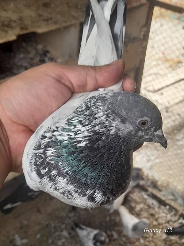 kabootar kabutar high flying pigeons salety sialkoti teddy for sale 10