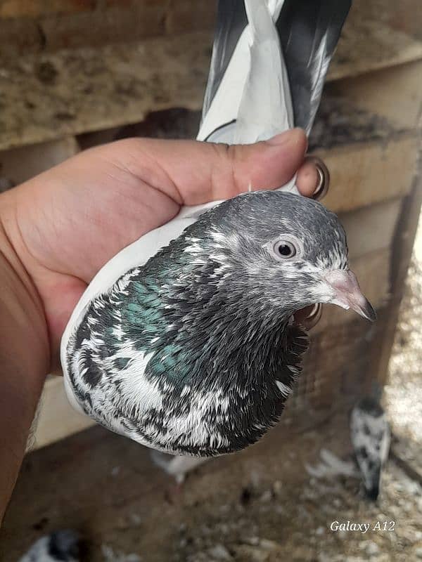 kabootar kabutar high flying pigeons salety sialkoti teddy for sale 12