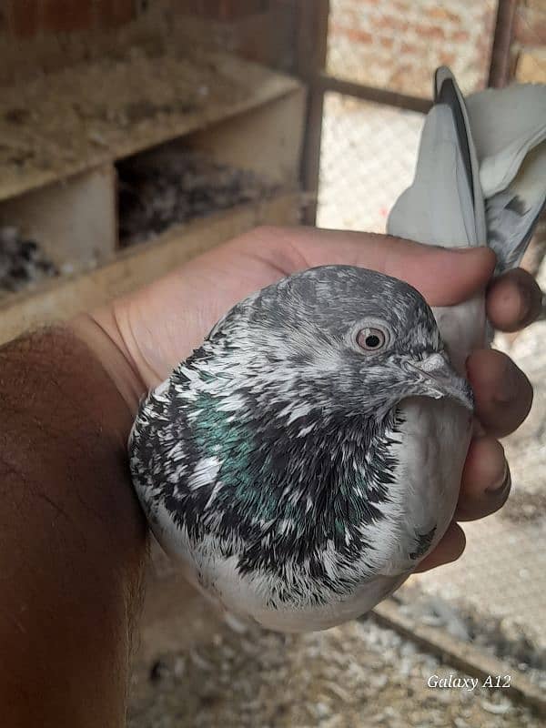 kabootar kabutar high flying pigeons salety sialkoti teddy for sale 14