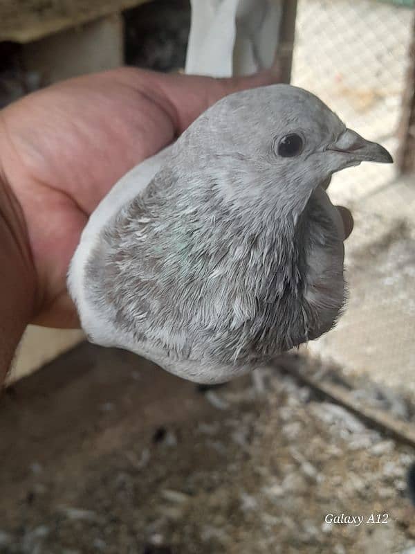 kabootar kabutar high flying pigeons salety sialkoti teddy for sale 16