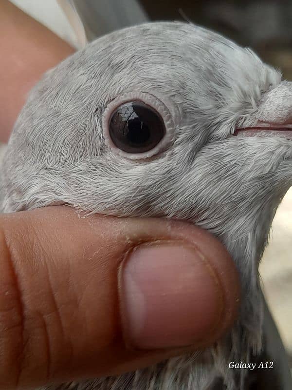 kabootar kabutar high flying pigeons salety sialkoti teddy for sale 17