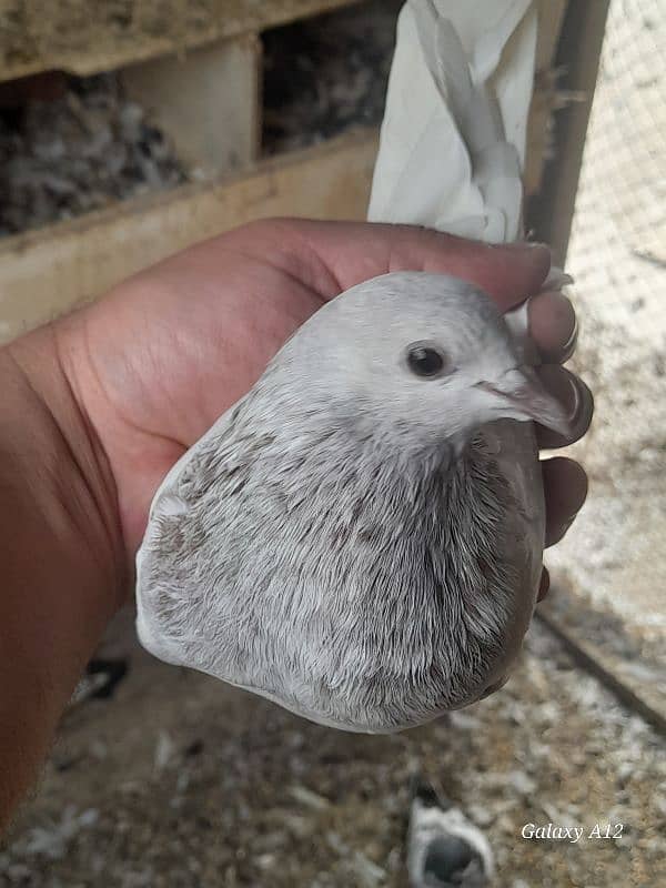 kabootar kabutar high flying pigeons salety sialkoti teddy for sale 18