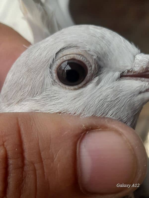 kabootar kabutar high flying pigeons salety sialkoti teddy for sale 19