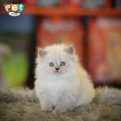 Persian Kitten | White Odd Eyes | Top Quality Kittens | Fawn Kitten