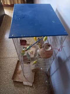 Australian  parrot with cage