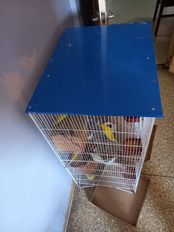 Australian  parrot with cage 1