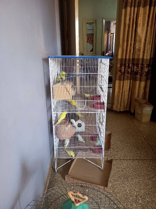 Australian  parrot with cage 2