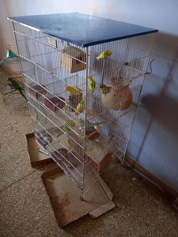 Australian  parrot with cage 5