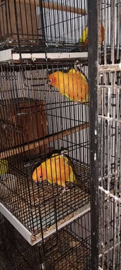 sunconure breeder pair